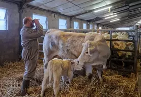 La qualité du colostrum renseigne sur l'état de santé de la vache en fin de gestation, et derrière sur les pratiques de préparation au vèlage.