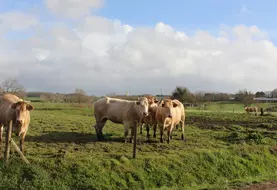 vaches blonde d'aquitaine au pré pyrénées-atlantiques