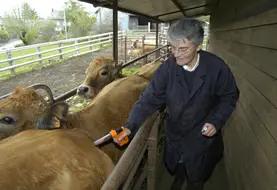  vaccination d'un bovin contre la fièvre catarrhale ovine (FCO) par une vétérinaire. 