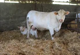 <em class="placeholder">vache charolaise veau nouveau-né</em>