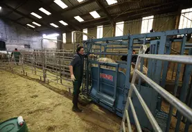 élevage bovins viande contention FCO vétérinaire
