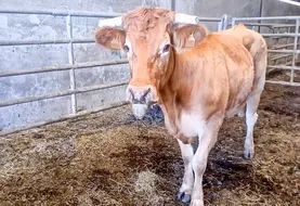 vache blonde d'Aquitaine atteinte de MHE