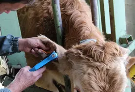 <em class="placeholder">prélèvemetn ADN cartilage oreille blonde d&#039;Aquitaine</em>