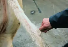 prélèvement ADN pour géntypage sur bulbes poils de la queue charolaise