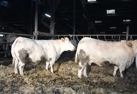 <em class="placeholder">vaches charolaises à l'engraissement</em>