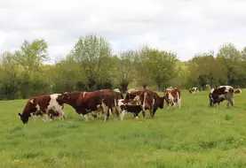 <em class="placeholder">vaches taureau rouge des prés pâturage</em>
