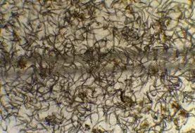 <em class="placeholder">Bovins viande / vaches salers au pâturage</em>