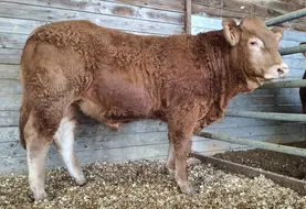 taureau limousin vente aux enchères Lanaud