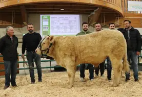 vente aux enchères taureau charolais