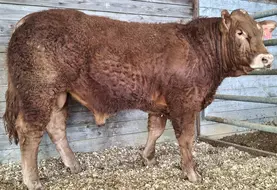 Vortex taureau limousin enchères Lanaud