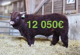 vente aux enchères taureaux Salers