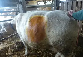 césarienne vache charolaise