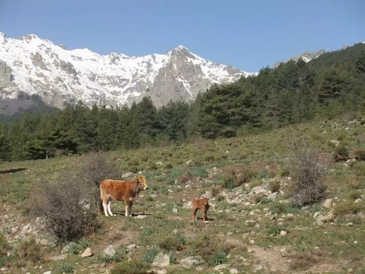 La race bovine Corse est une marcheuse exceptionnelle en montagne et elle trouve seule ses ressources dans le maquis durant la moitié de l'année.