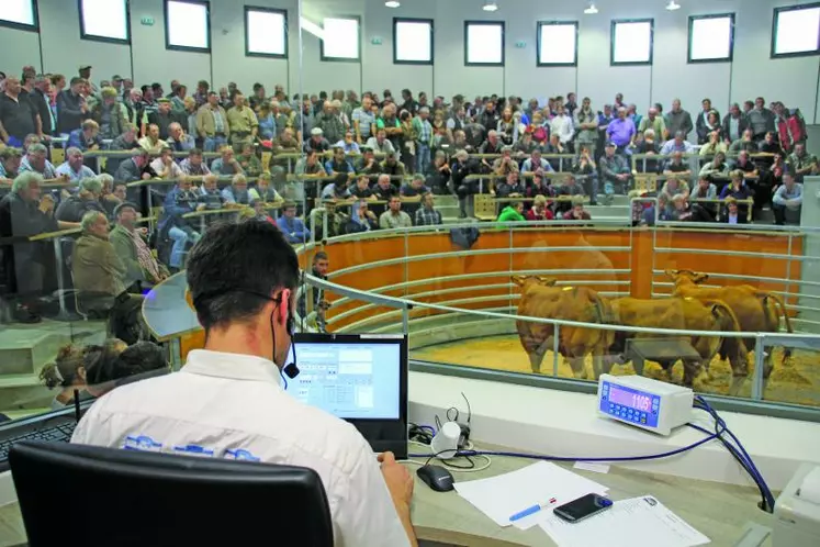 C’est un ring de vente flambant neuf qui a accueilli les premiers animaux, le 15 juin 2015, devant un public de professionnels du commerce, d'éleveurs et de curieux.