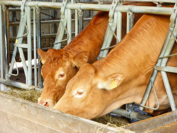 Pour la finition des femelles en agriculture biologique, mieux vaut privilégier les fourrages riches en MAT.