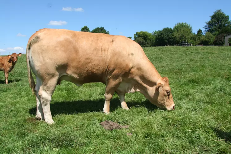 vache à l'engraissement à l'herbe
