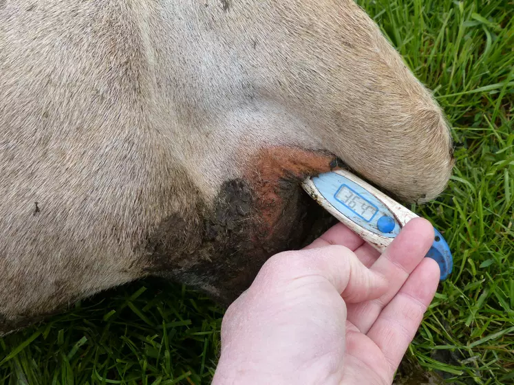 prise de température sur charolaise