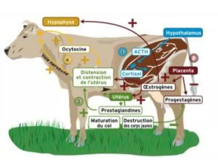 Le processus hormonal conduisant à la mise-bas