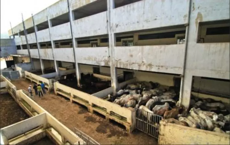 Stabulation à étages près de Beyrouth au Liban. Ce pays dispose de petits abattoirs avec de grandes bouveries pour écouler les animaux au fur et à mesure de la demande.