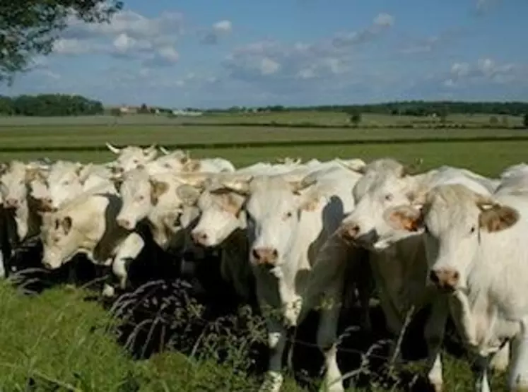 La base de sélection charolaise compte 123 819 vaches, soit une progression de 0,5 % sur l’année 2012.