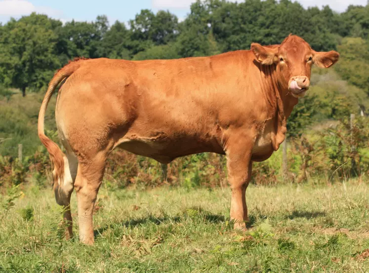 taureau ia kbs genetic fille de Lorenzo