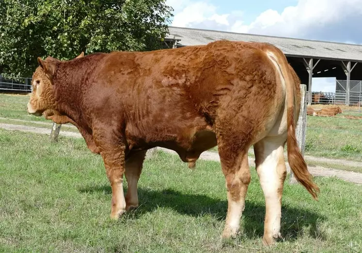 taureau ia kbs genetic fils de Jodokus