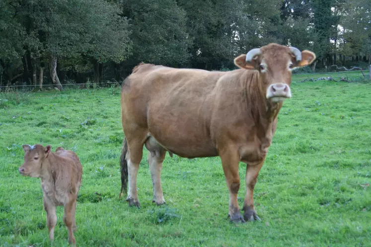 vache Limousine bio suitée
