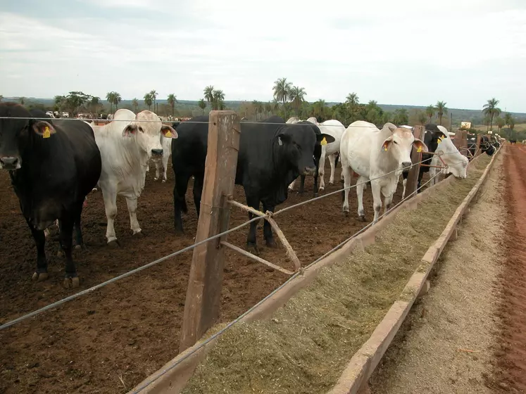 élevage bovins viande au Brésil 