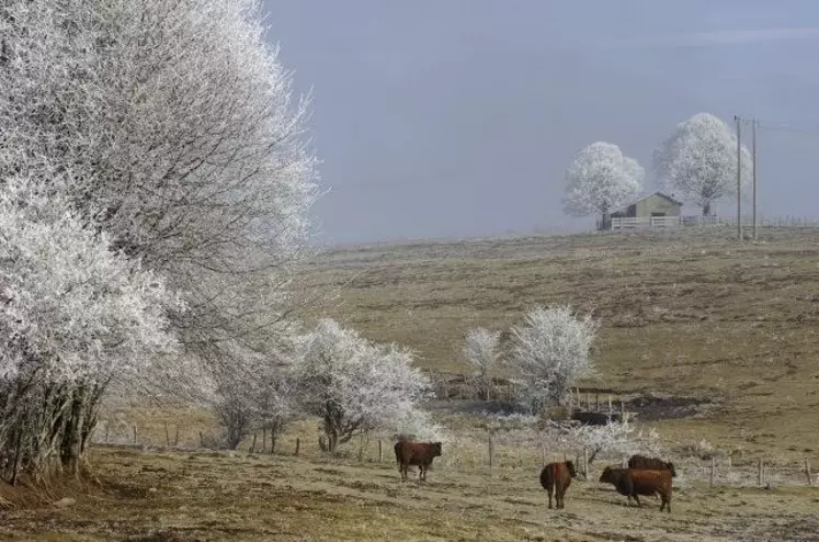 Saint-Cernin dans le Cantal, vaches salers et arbres givrés en février. L'Auvergne est une des régions où élevage et paysage sont très liés.