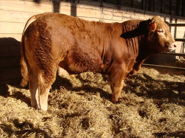 Le taureau Sans Cœur est très complet, avec de bonnes épaisseurs musculaires dans son dos et son quartier arrière. Il possède également une très bonne arrière-main et de la finesse d’os.