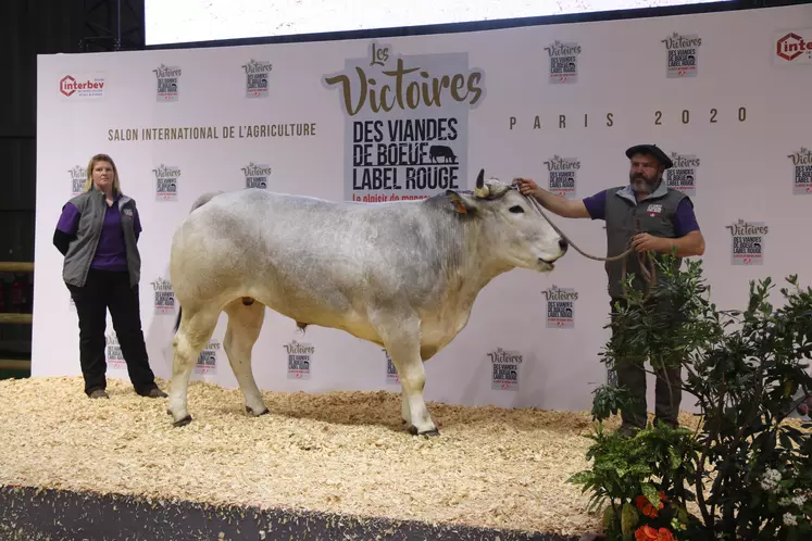 Race Gasconne des Pyrénées : Macaroni au Gaec Lassalle, Aude (11)