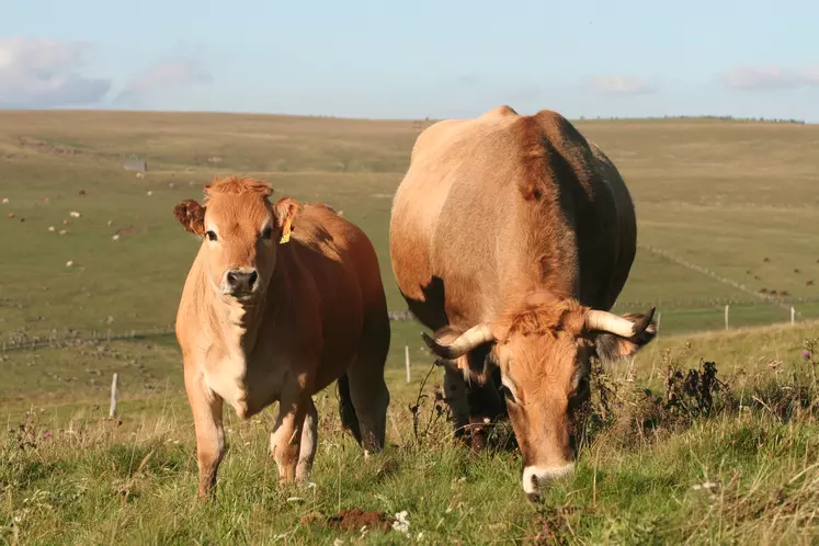 vache suitée Aubrac