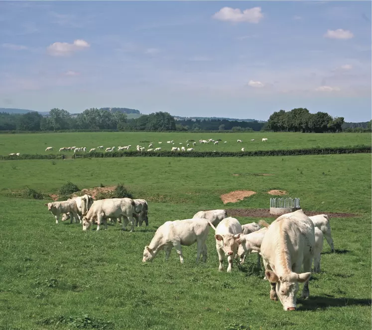 charolaises au pâturage en saone-et-loire