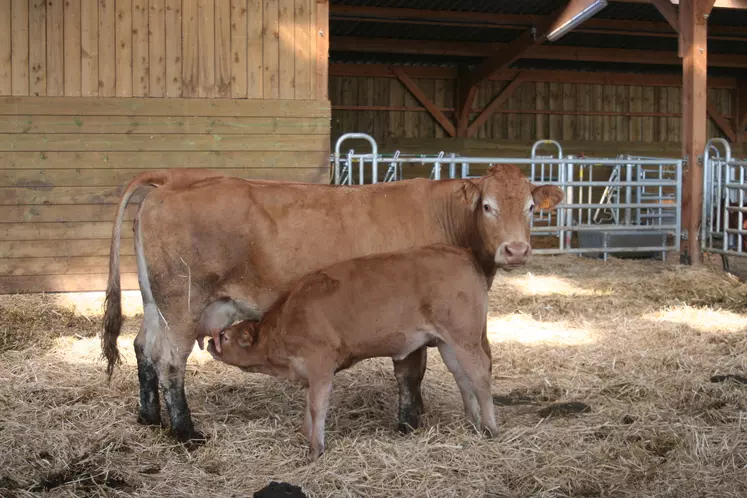 vache limousine production de veau rosé bio