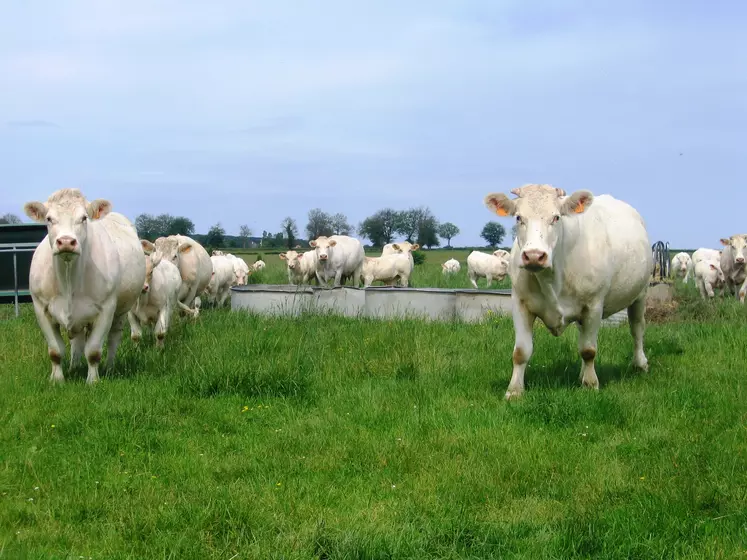 charolaises au pré