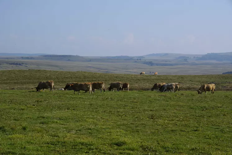 vaches Aubrac au pâturage massif central