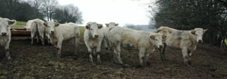 5les animaux sélectionnés
par les éleveurs pour
un premier part à 24 mois possèdent un meilleur potentiel que les autres.
