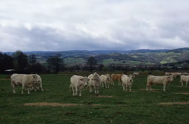 Atelier d'engraissement en plein air de génisses charolaises en Auvergne.