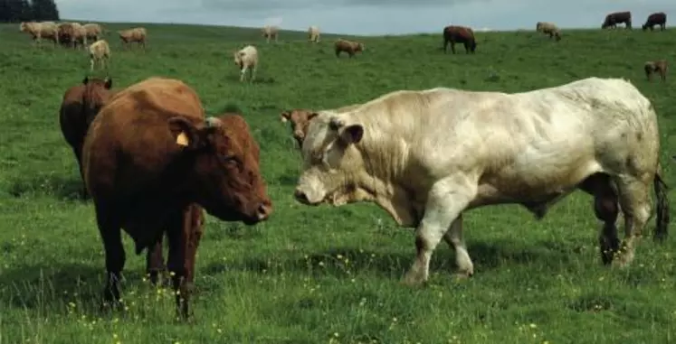 Les éleveurs vont voir les animaux à l’estive environ toutes les trois semaines. Mais, une surveillance est assurée tous les deux ou trois jours par un agriculteur demeurant sur place.