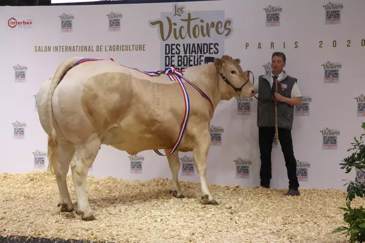 Race Blonde d'Aquitaine : Jacynthe au Gaec de l'Hôpital, Calvados (14)