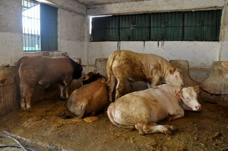 Dans les bâtiments d'engraissement algériens, les taurillons sont très souvent finis à l'attache.