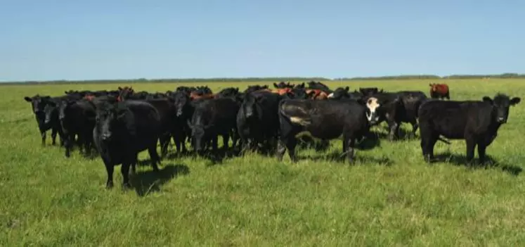 Lot de femelles en pâtures. Les animaux sont principalement de souche Angus avec quelques croisés Hereford à la robe noire et à la tête tâchée de blanc, caractéristique du croisement entre ces deux races d'origine britannique.