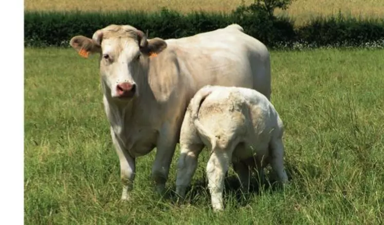 Le lait ne représente plus un apport alimentaire important au moment ou intervient le sevrage.