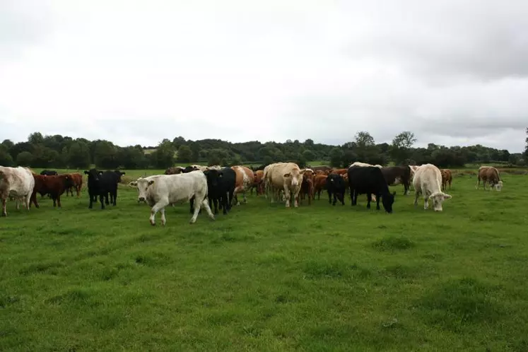 La plupart des troupeaux irlandais sont de robe bariolée trahissant l’utilisation de différentes races avec souvent une souche basse composée à l’origine d’animaux de races laitières.