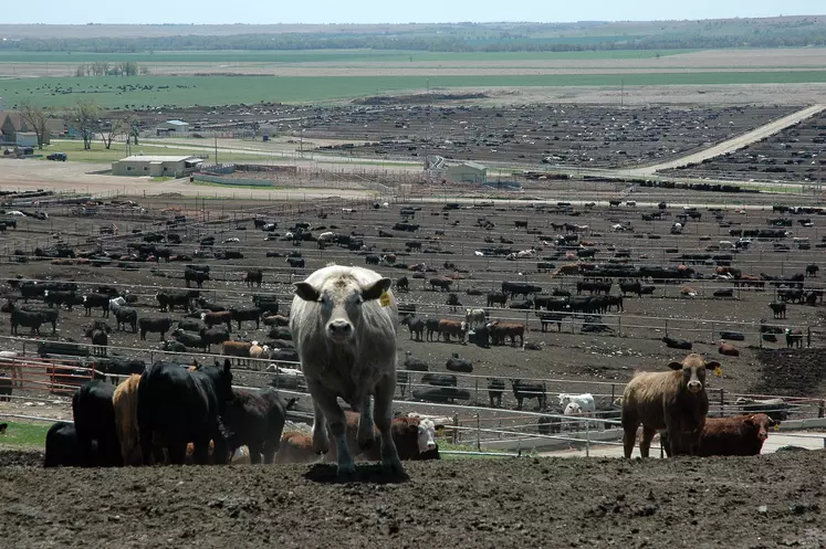 bovins feedlots Etats-Unis