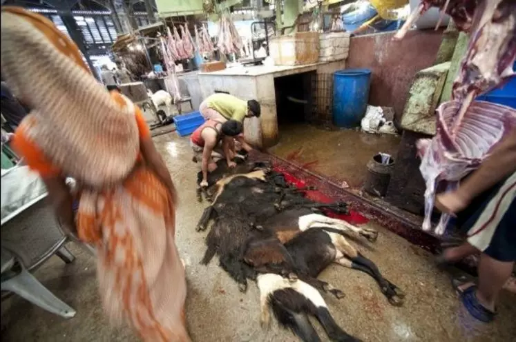 Abattoir à Kolkata en Inde.