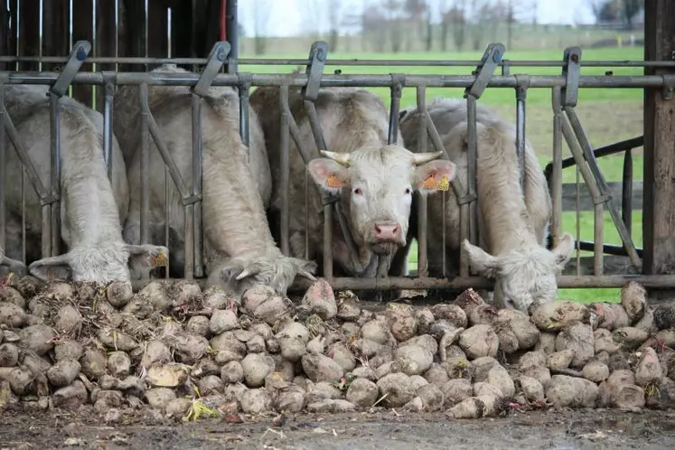 Les betteraves sont très appétentes et apportent au moins 1,15 UFL/kg de matière sèche.