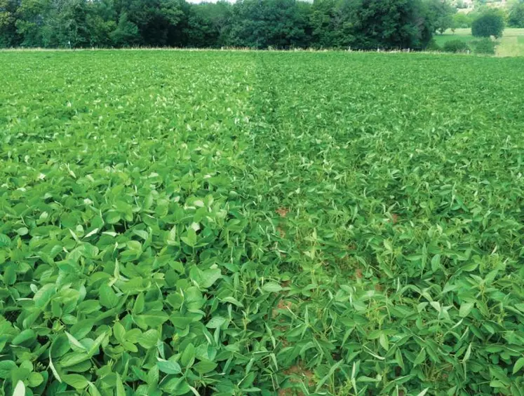 L’exploitation, en agriculture biologique, du lycée agricole de Tulle-Naves en Corrèze a construit son autonomie sur des prairies multi-espèces, des mélanges de céréales et protéagineux, la culture du soja (photo) et du pâturage bien conduit.