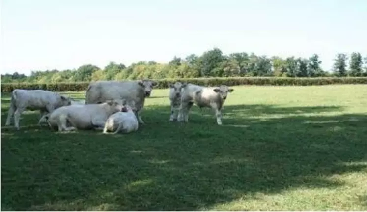 Le groupe coopératif Feder souhaite élargir sa gamme.