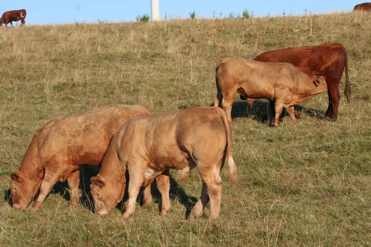 Face à l’évolution des prix des broutards « incompréhensible et inacceptable », les Eleveurs du grand Massif Central appellent à la rétention de ces animaux en ferme.